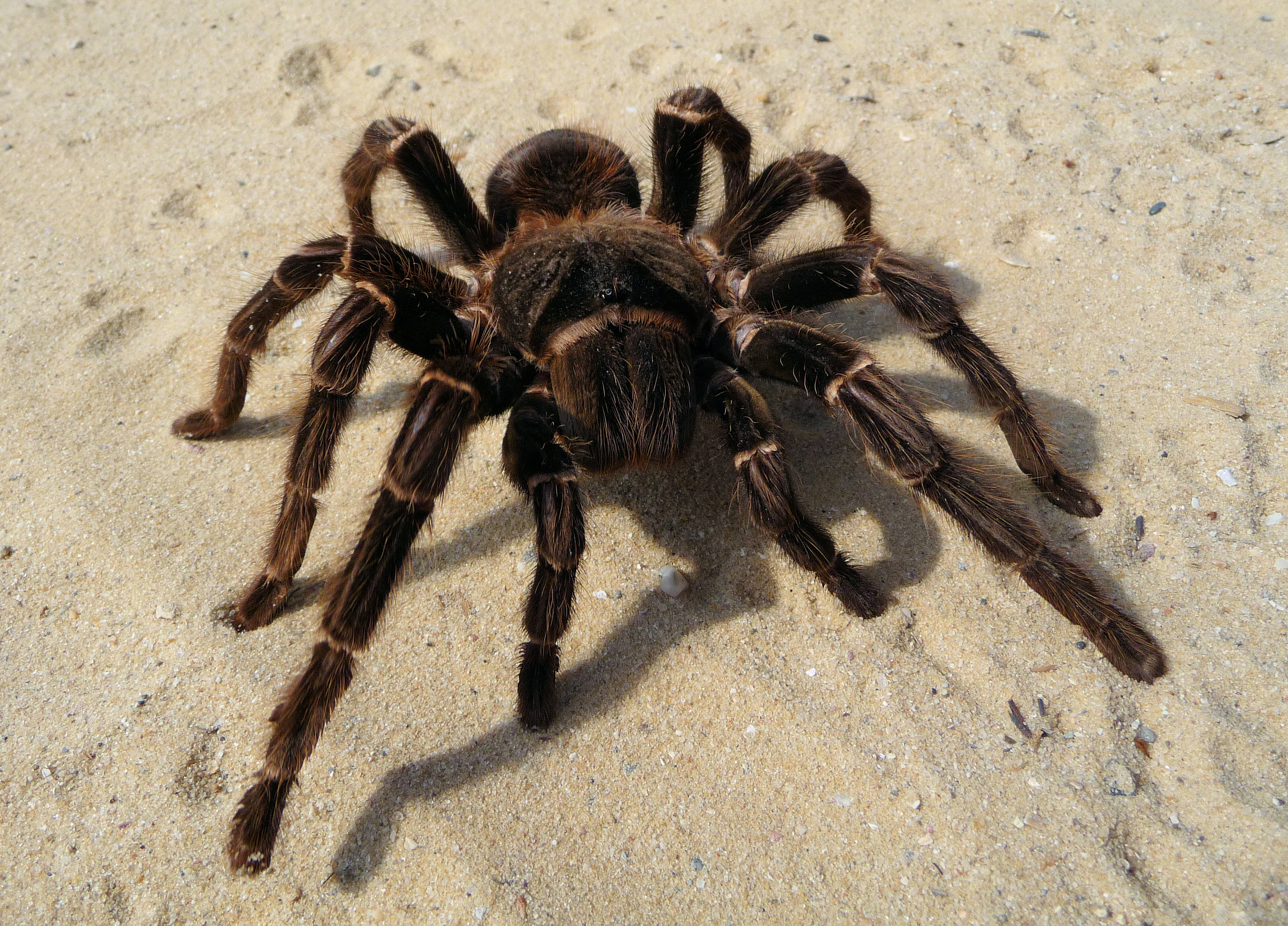 Lasiodora parahybana 2009 G06