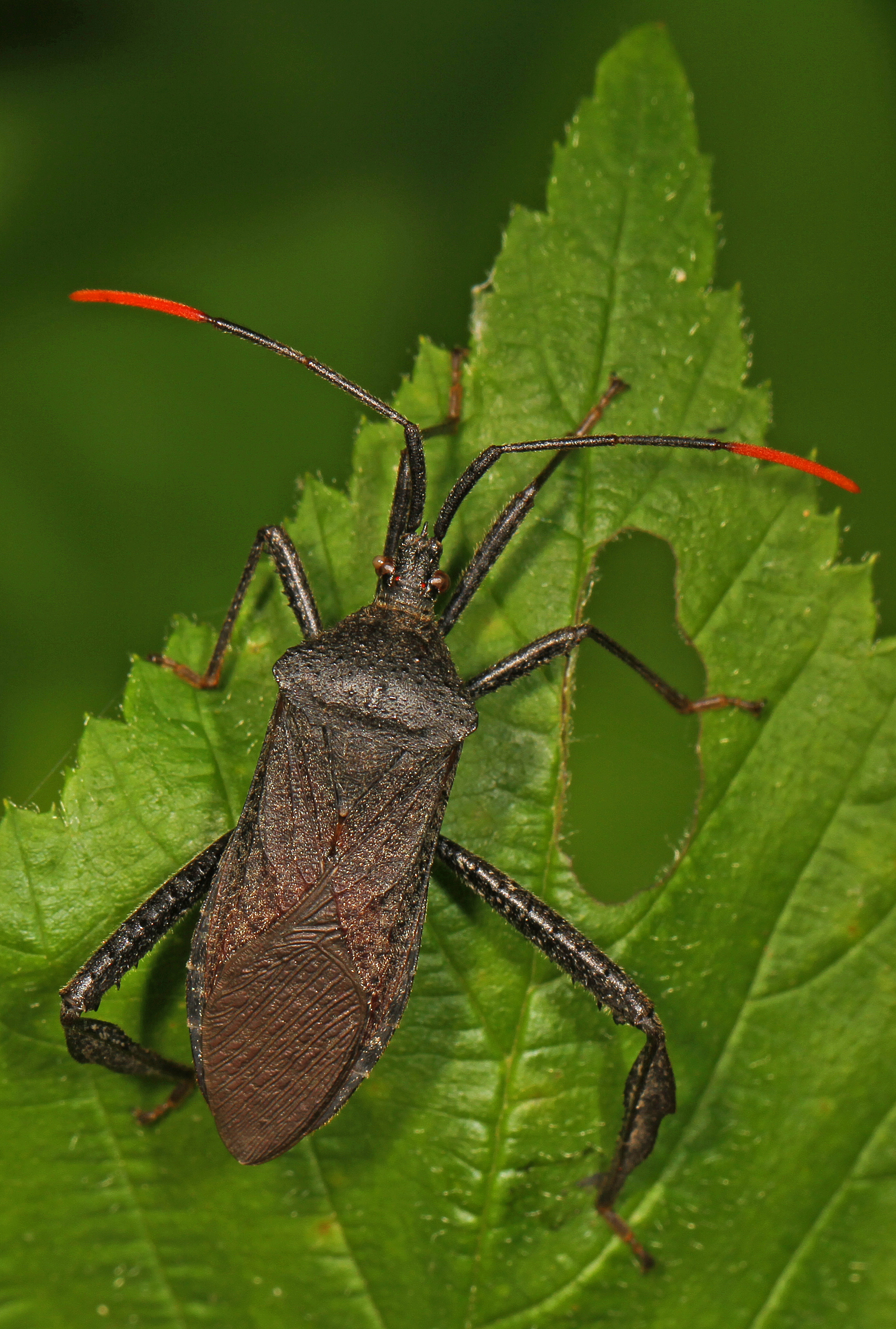 Leaf-footed Bug - Acanthocephala terminalis, Julie Metz Wetlands, Woodbridge, Virginia