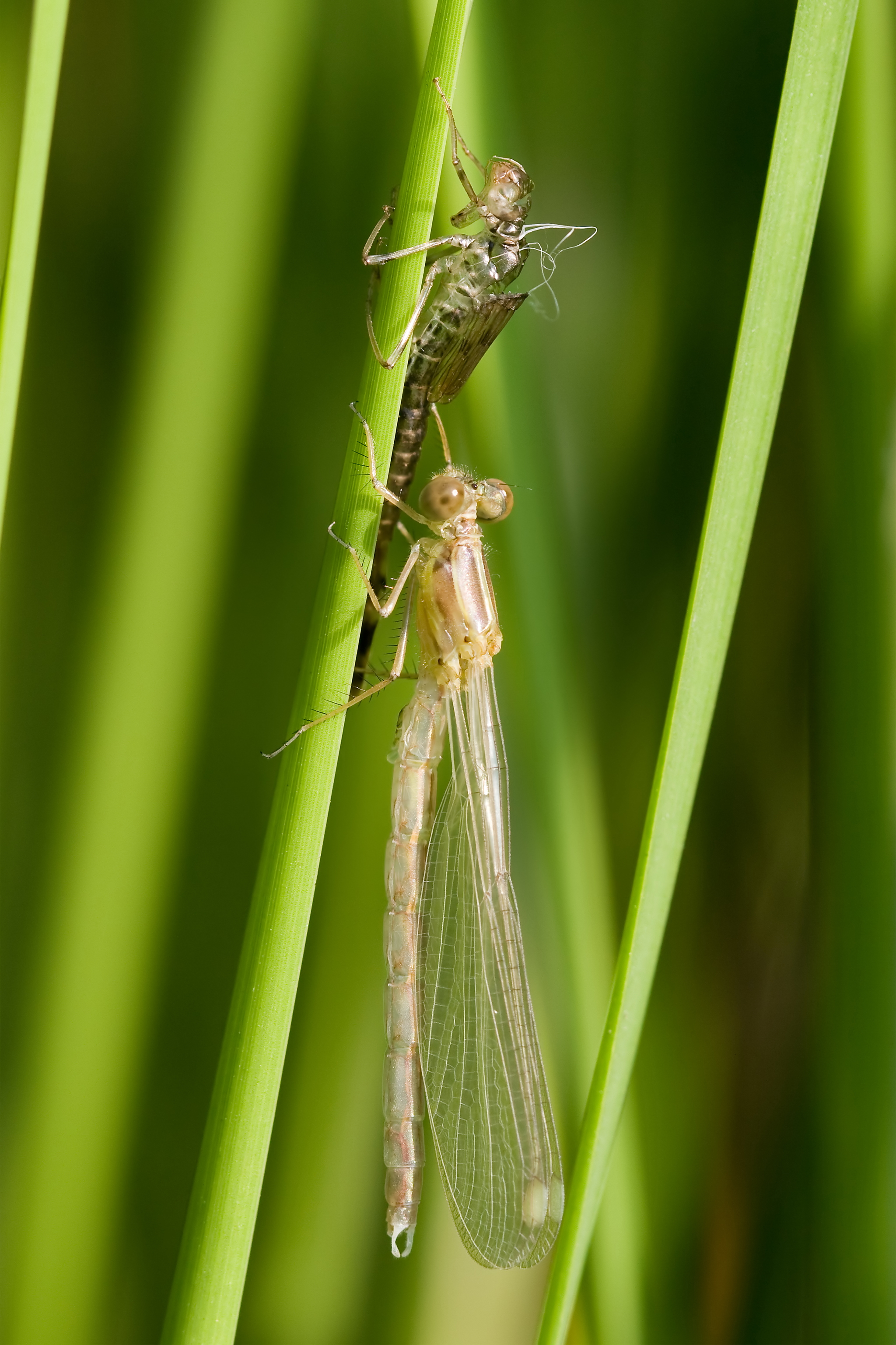 Lestes sponsa 3(loz)