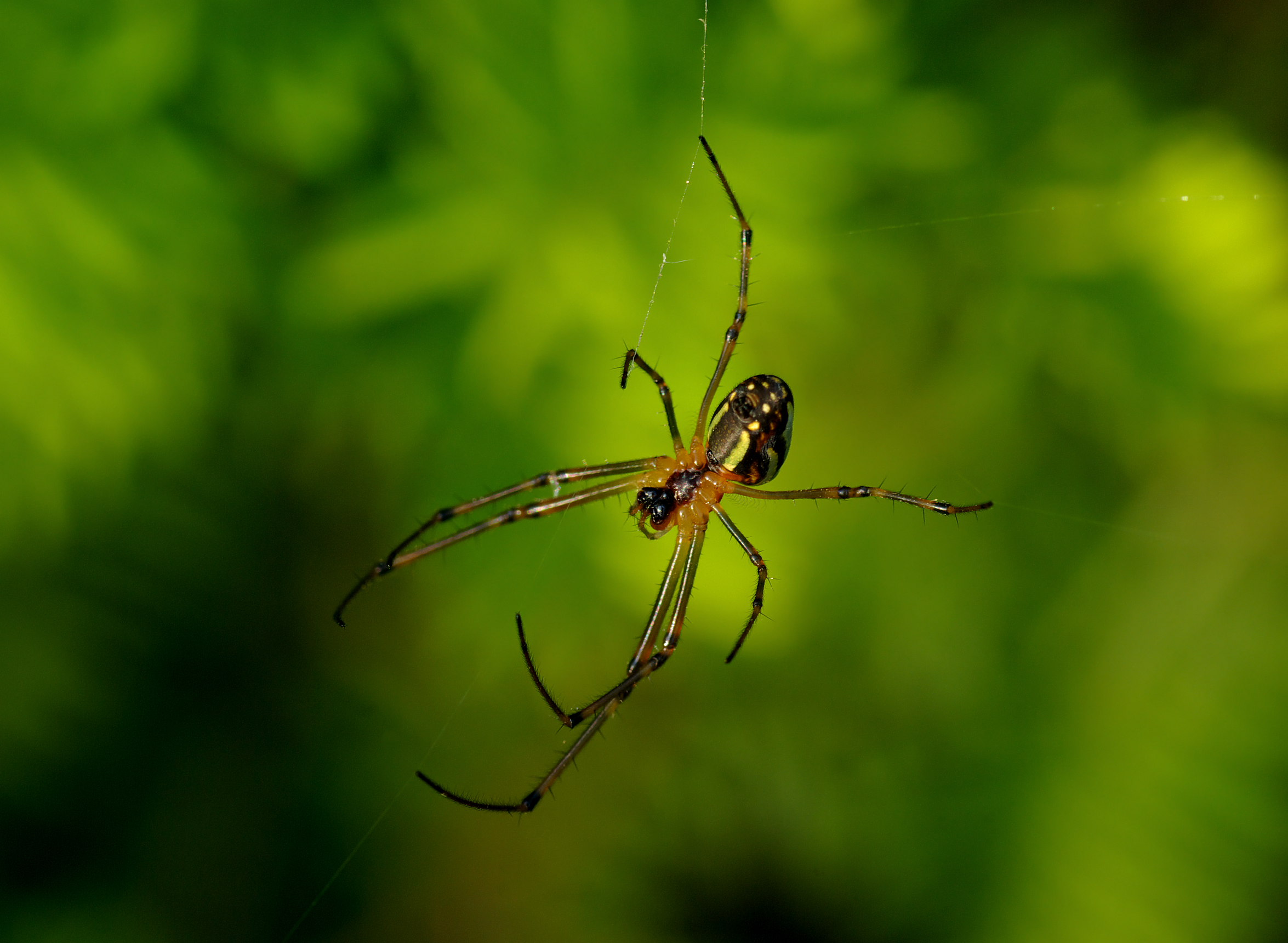 Leucauge blauda May 2008