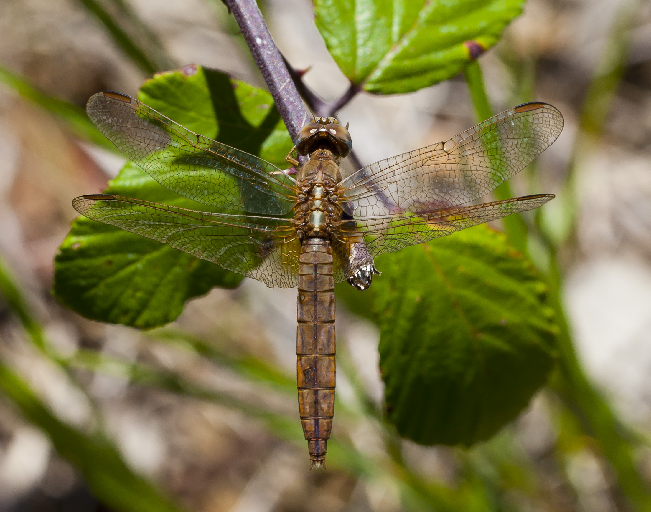 Libélula (Sympetrum fonscolombii), Setúbal, Portugal, 2012-08-18, DD 04