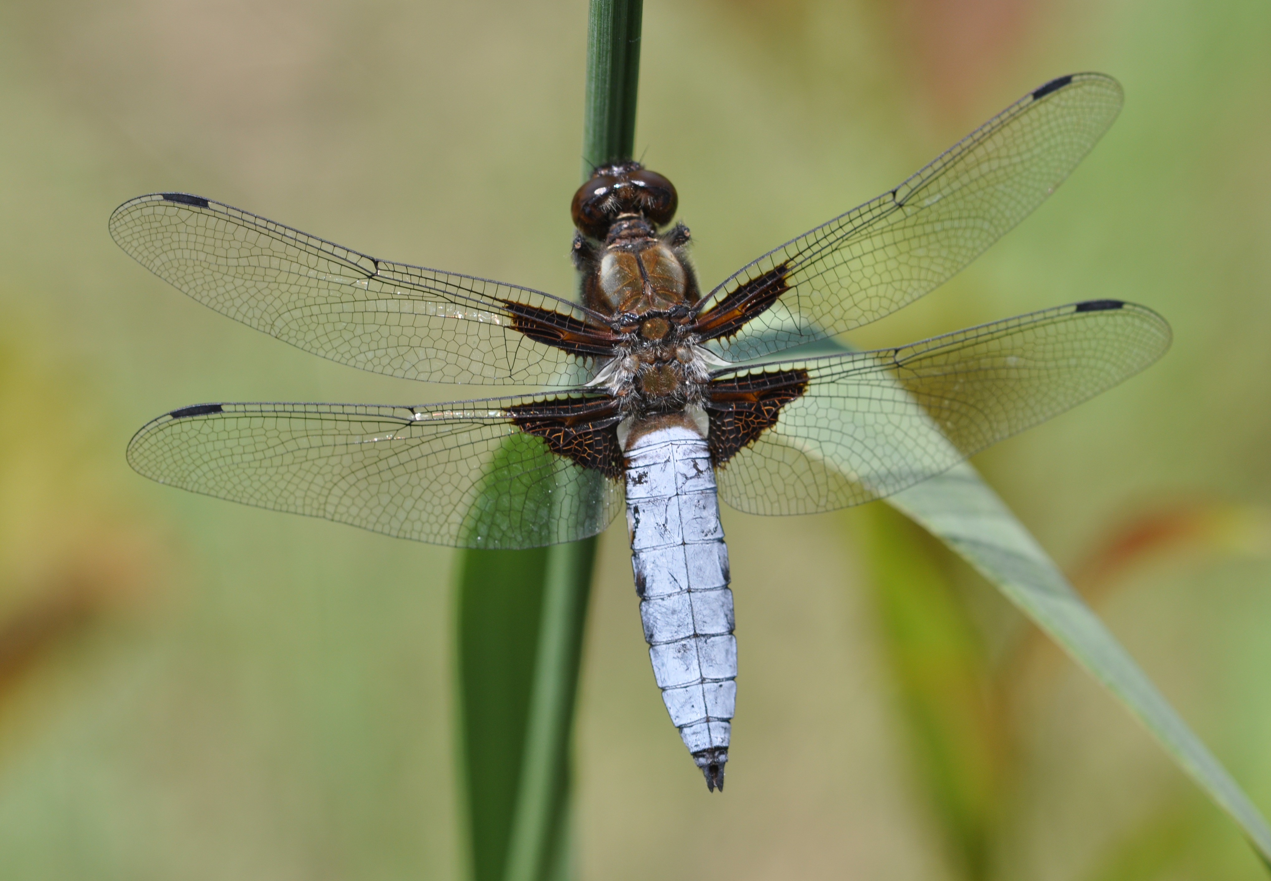 Libellula depressa qtl1