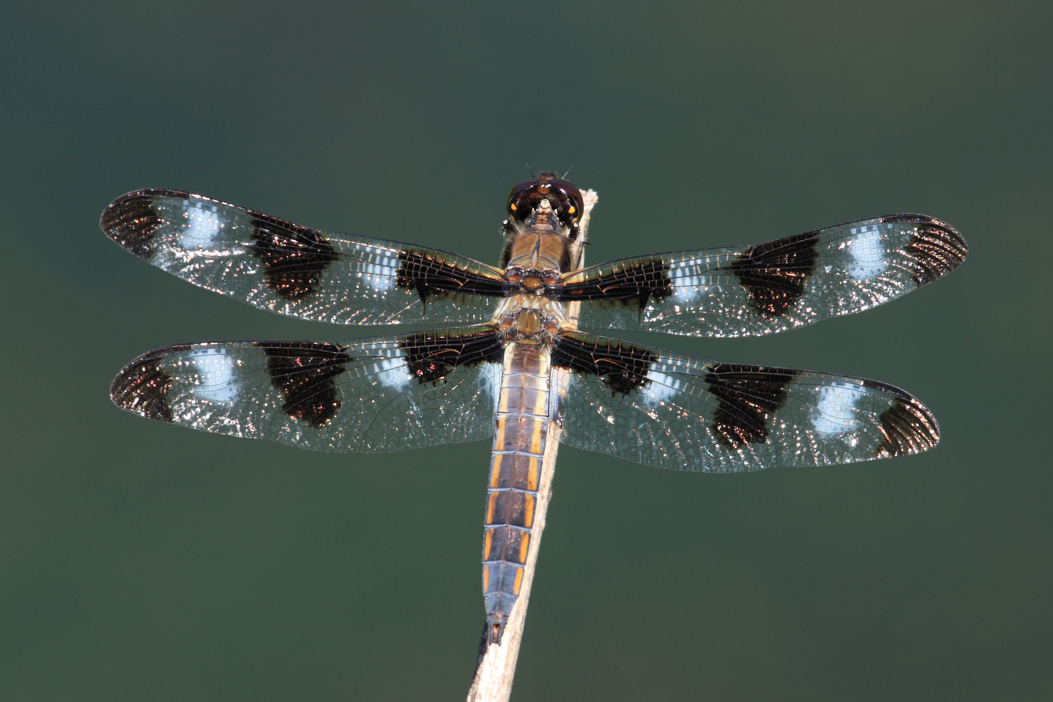 Libellula pulchella Ripon