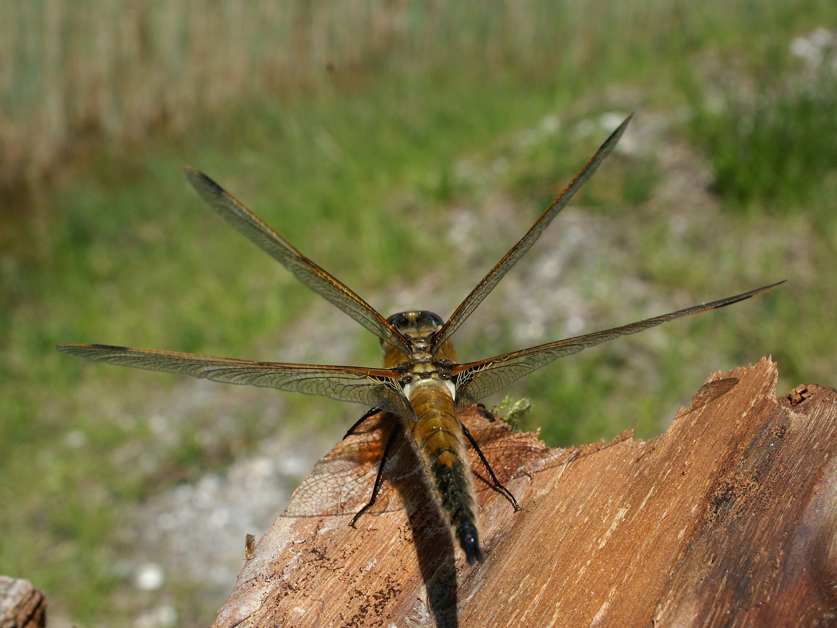 Libellula quadrimaculata 4