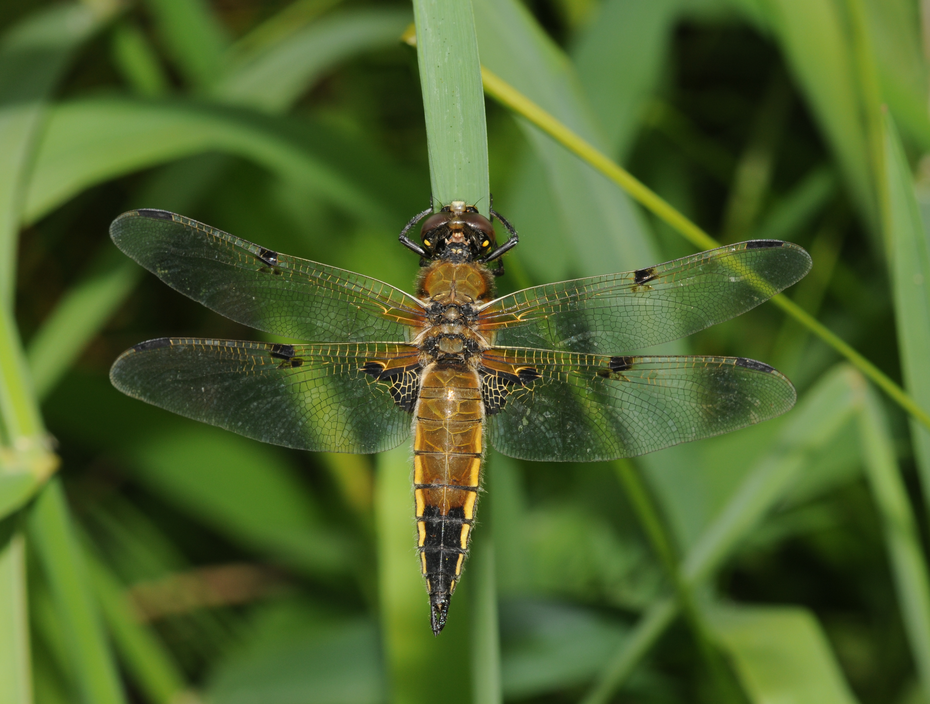 Libellula quadrimaculata (2)