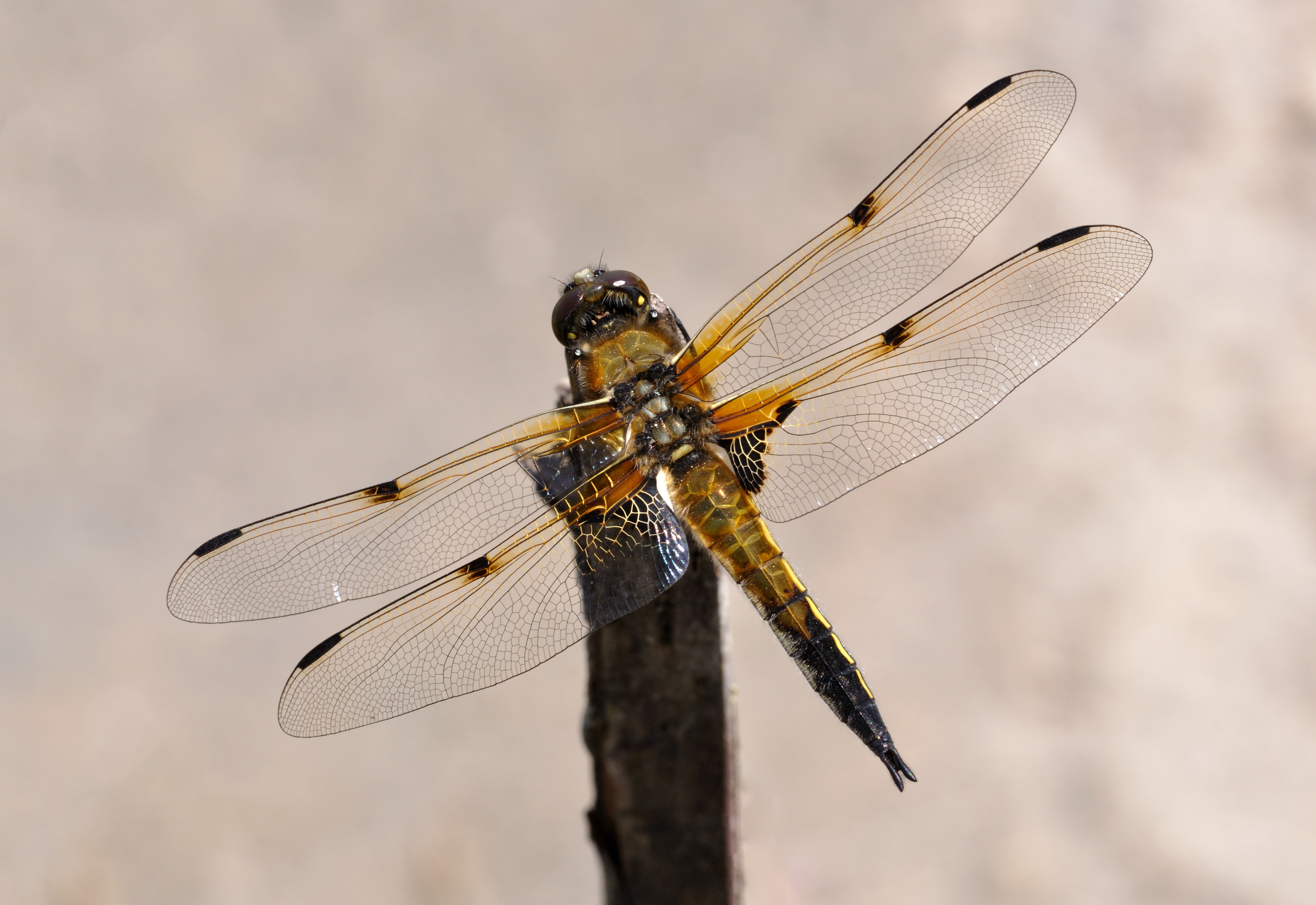 Libellula quadrimaculata qtl2