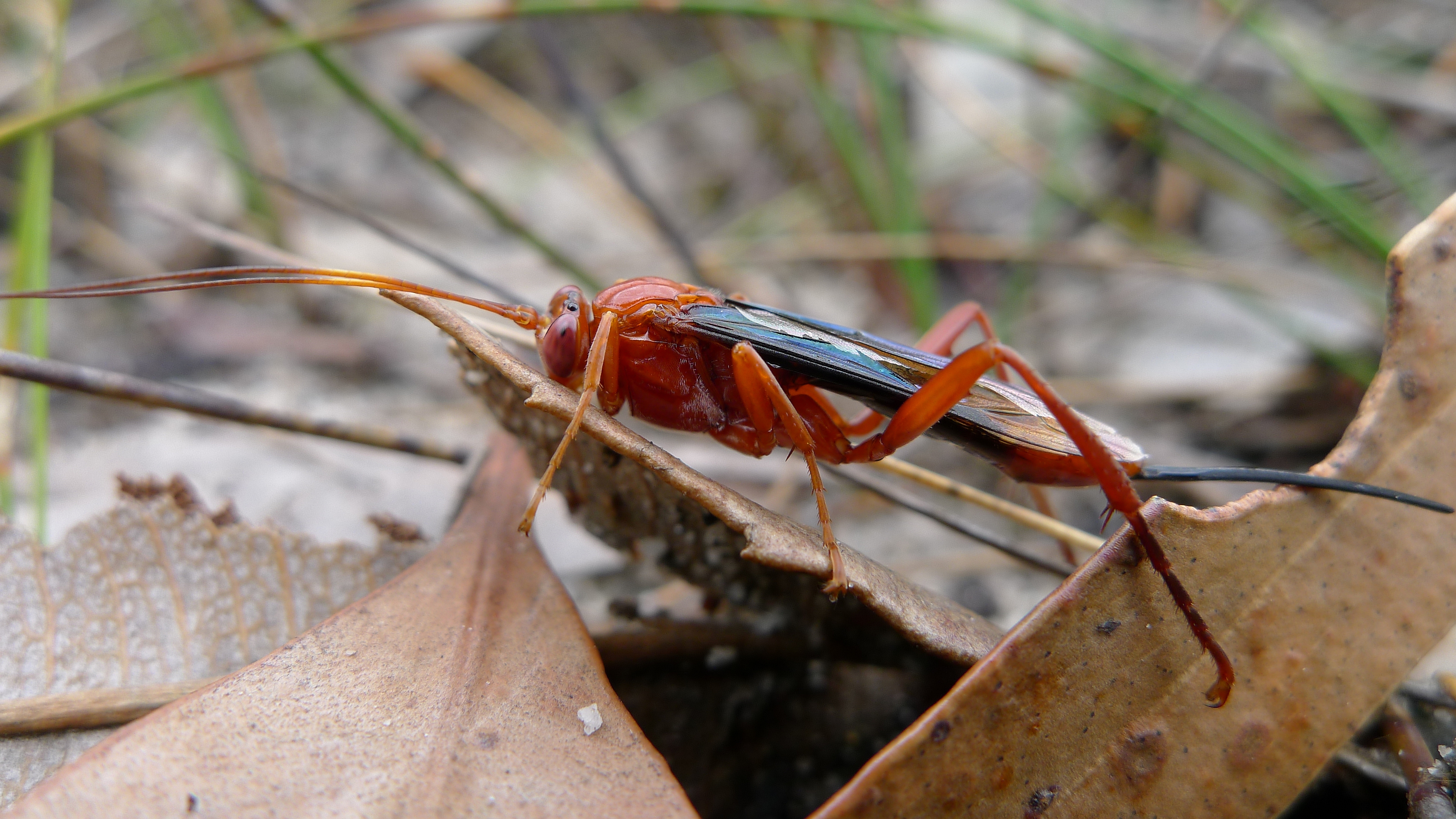 Lissopimpla excelsa (6536759081)