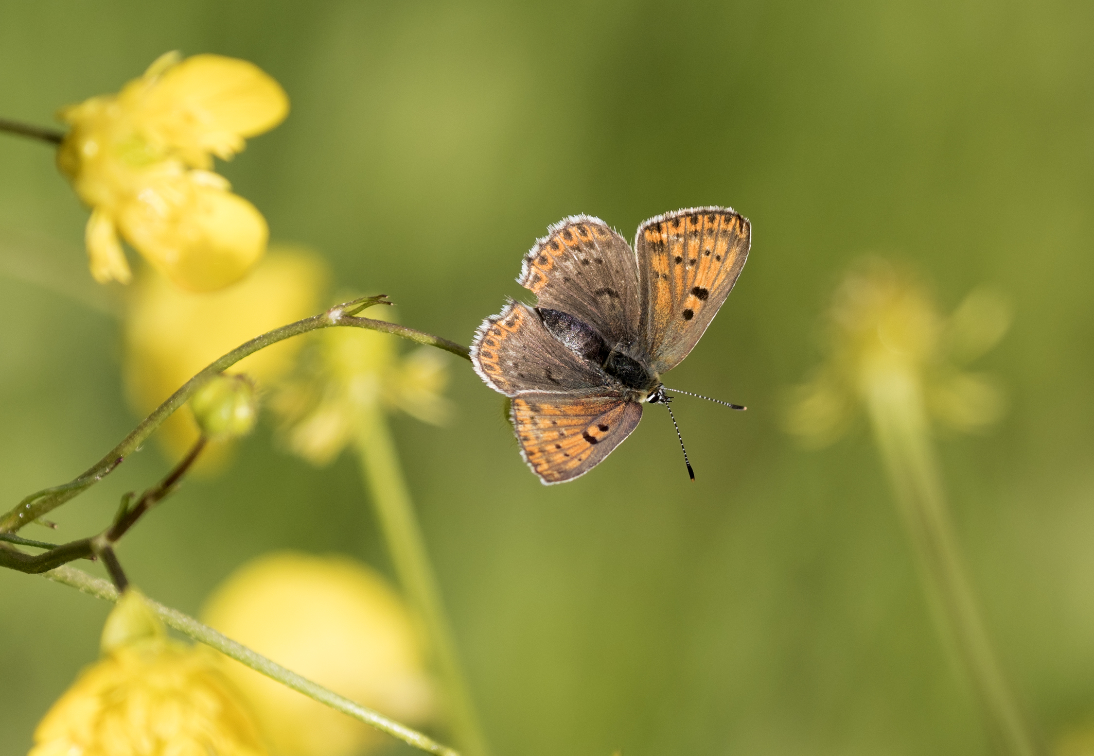 Lycaena tityrus - İslibakır 24