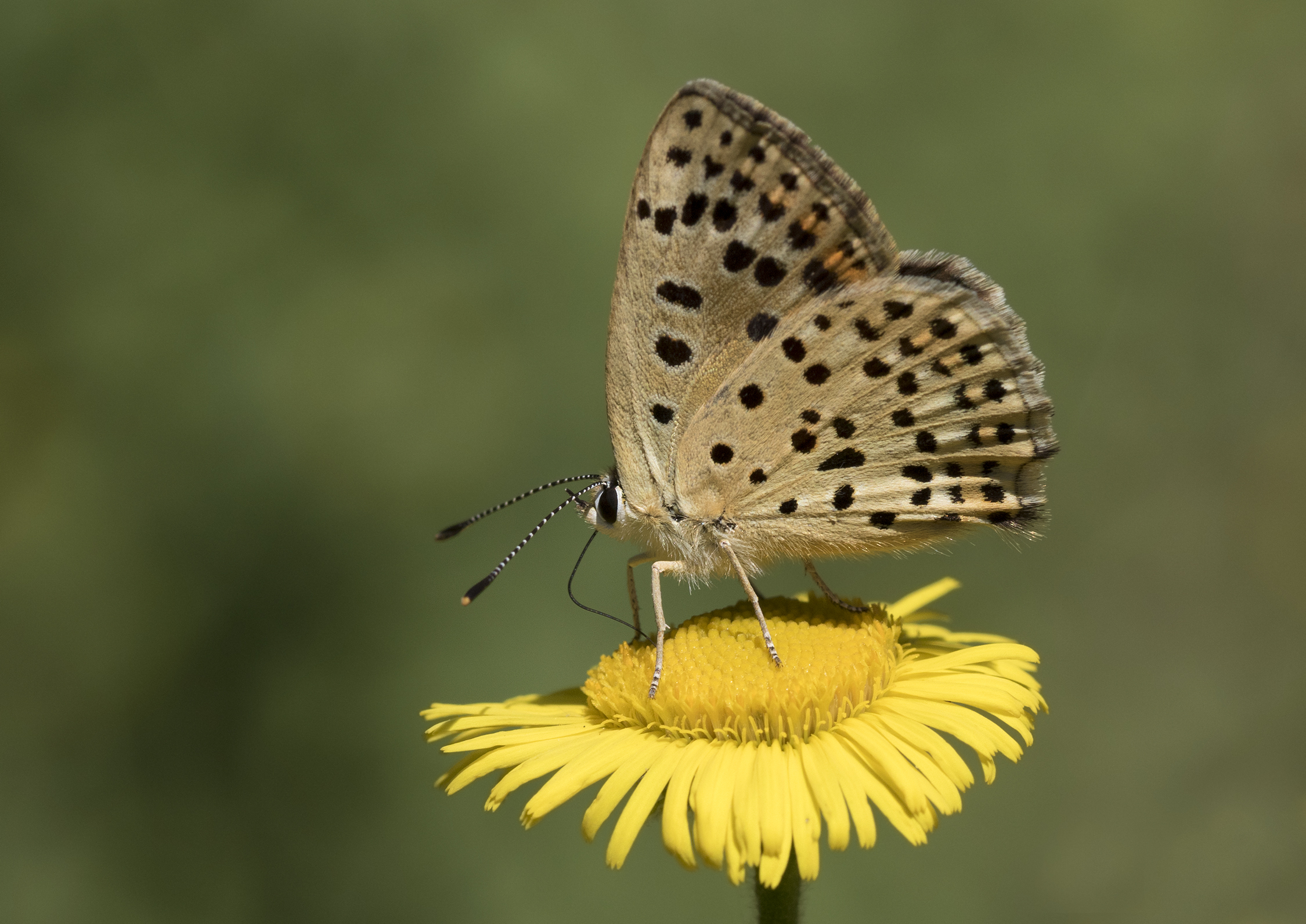 Lycaena tityrus - Sooty copper 01-1