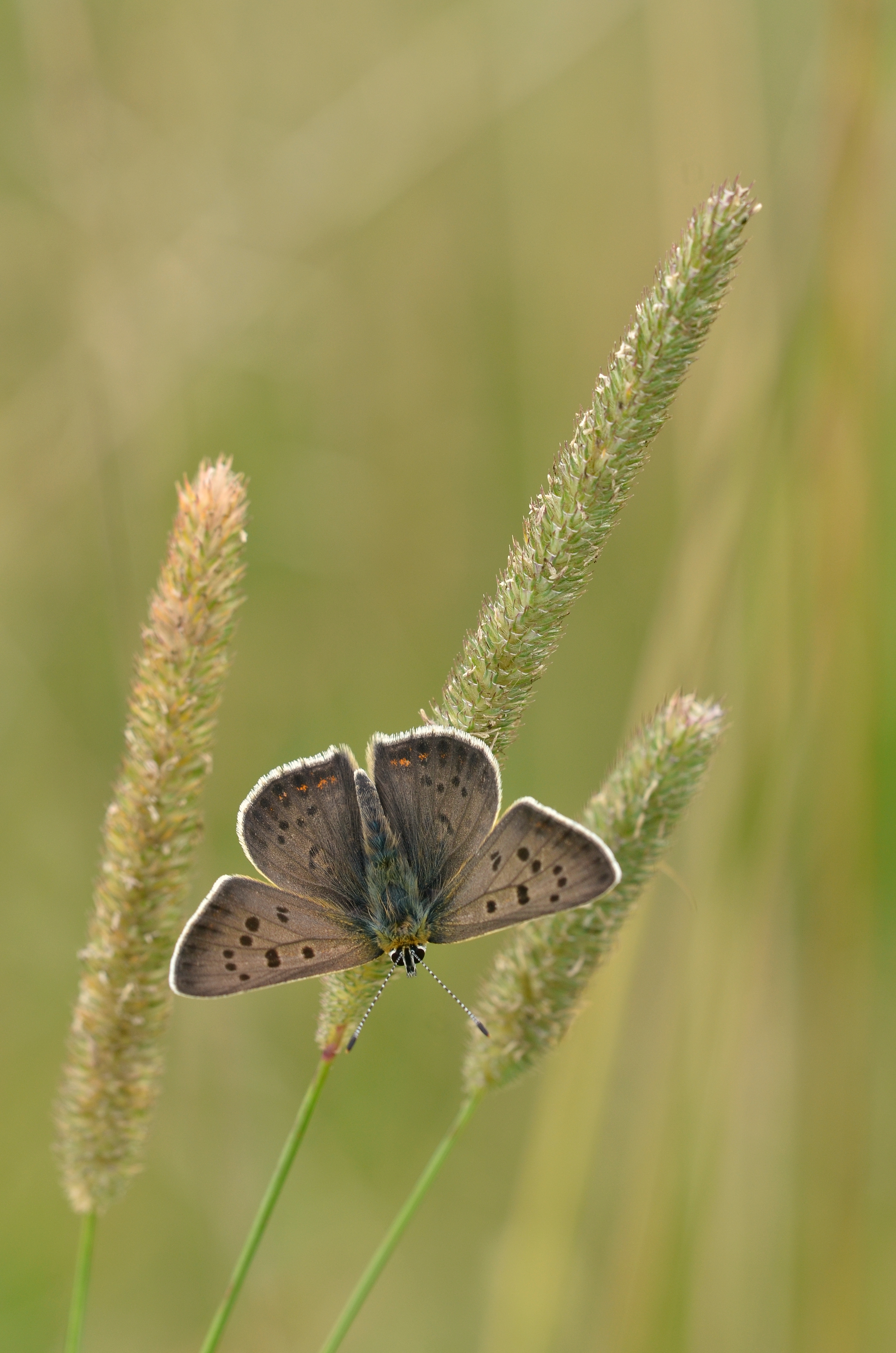 Lycaena tityrus female (10914548275)