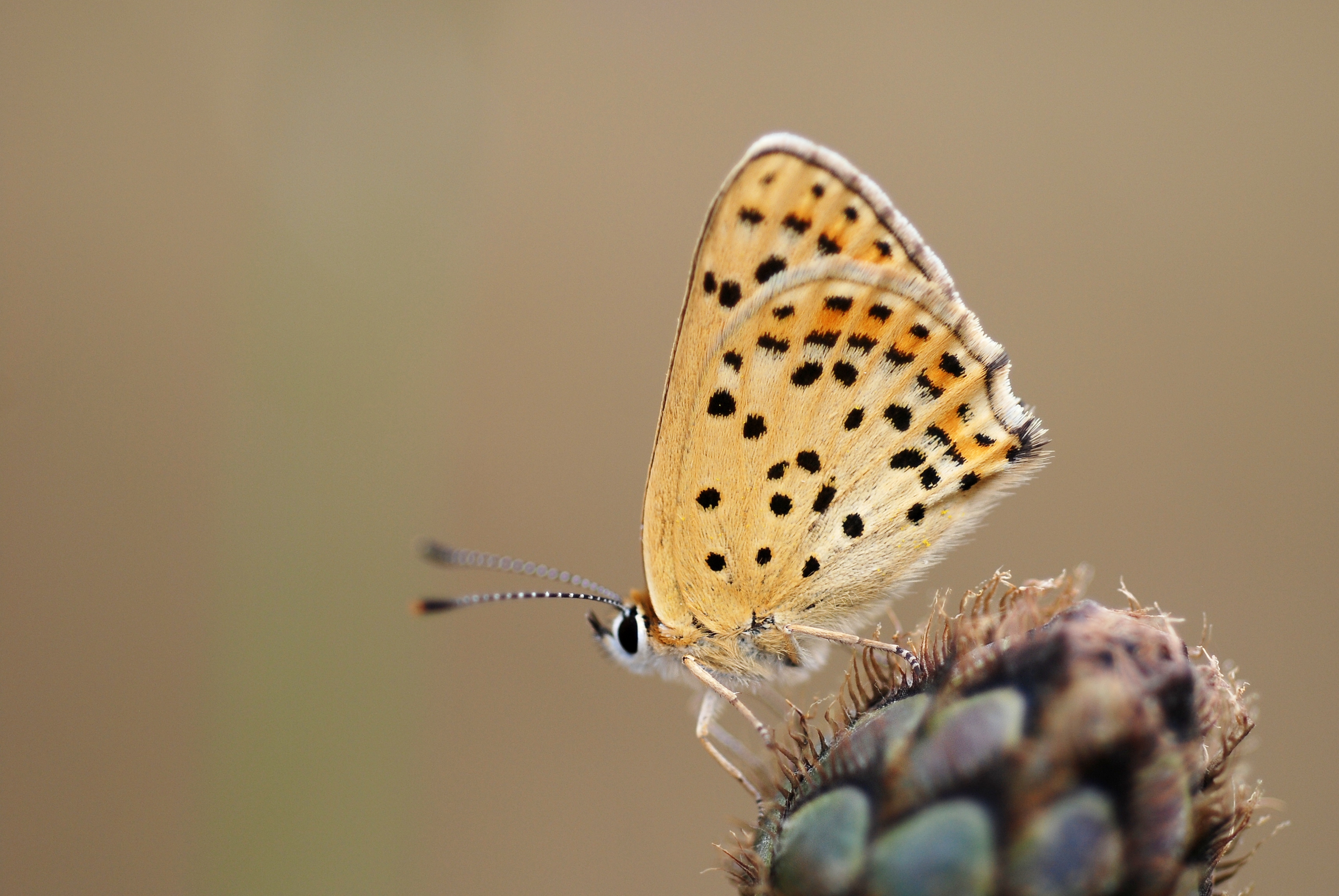 Lycaena tytirus (4838446337)