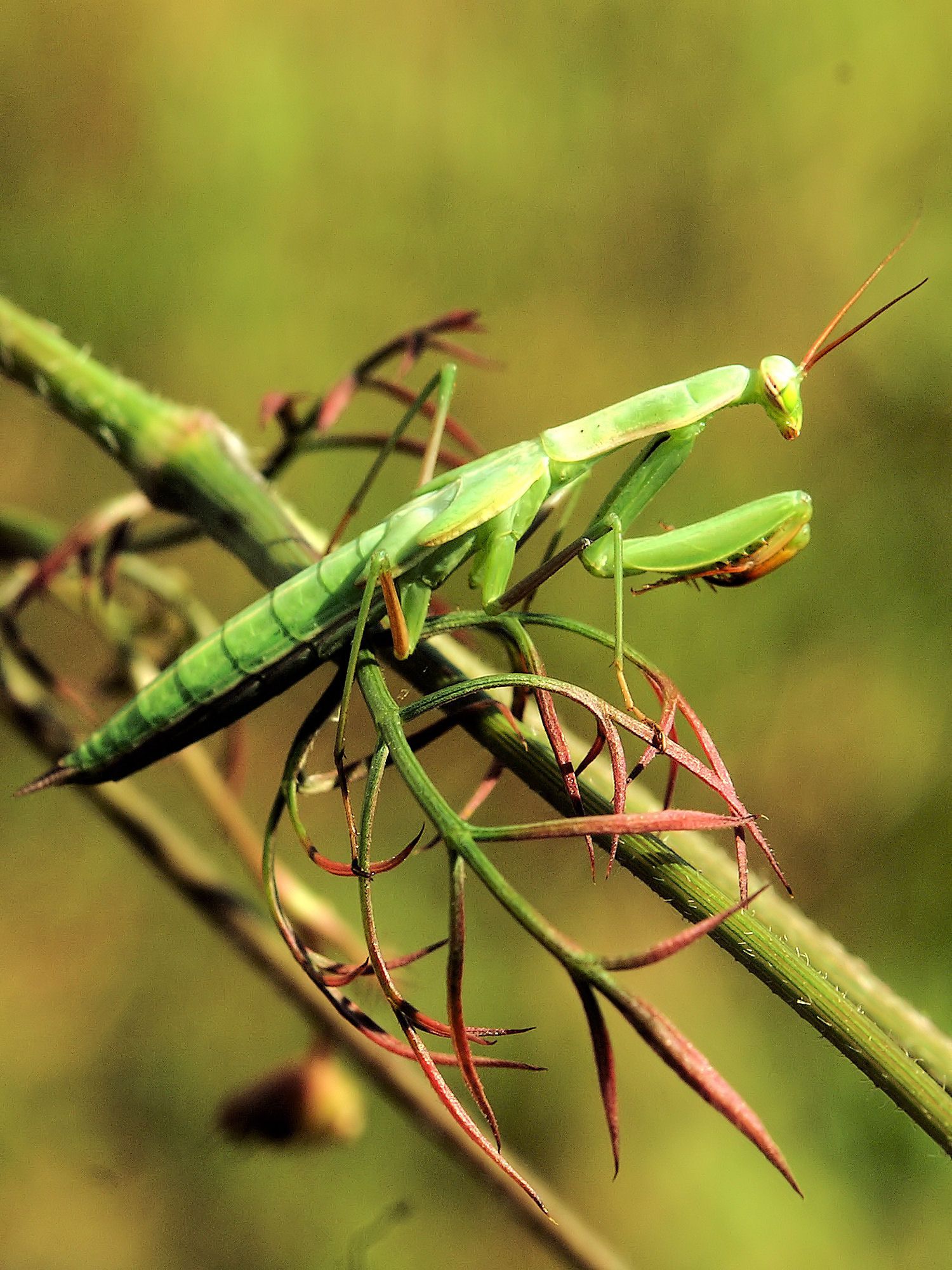 Mantis religiosa Nymphe RhldPfalz 026