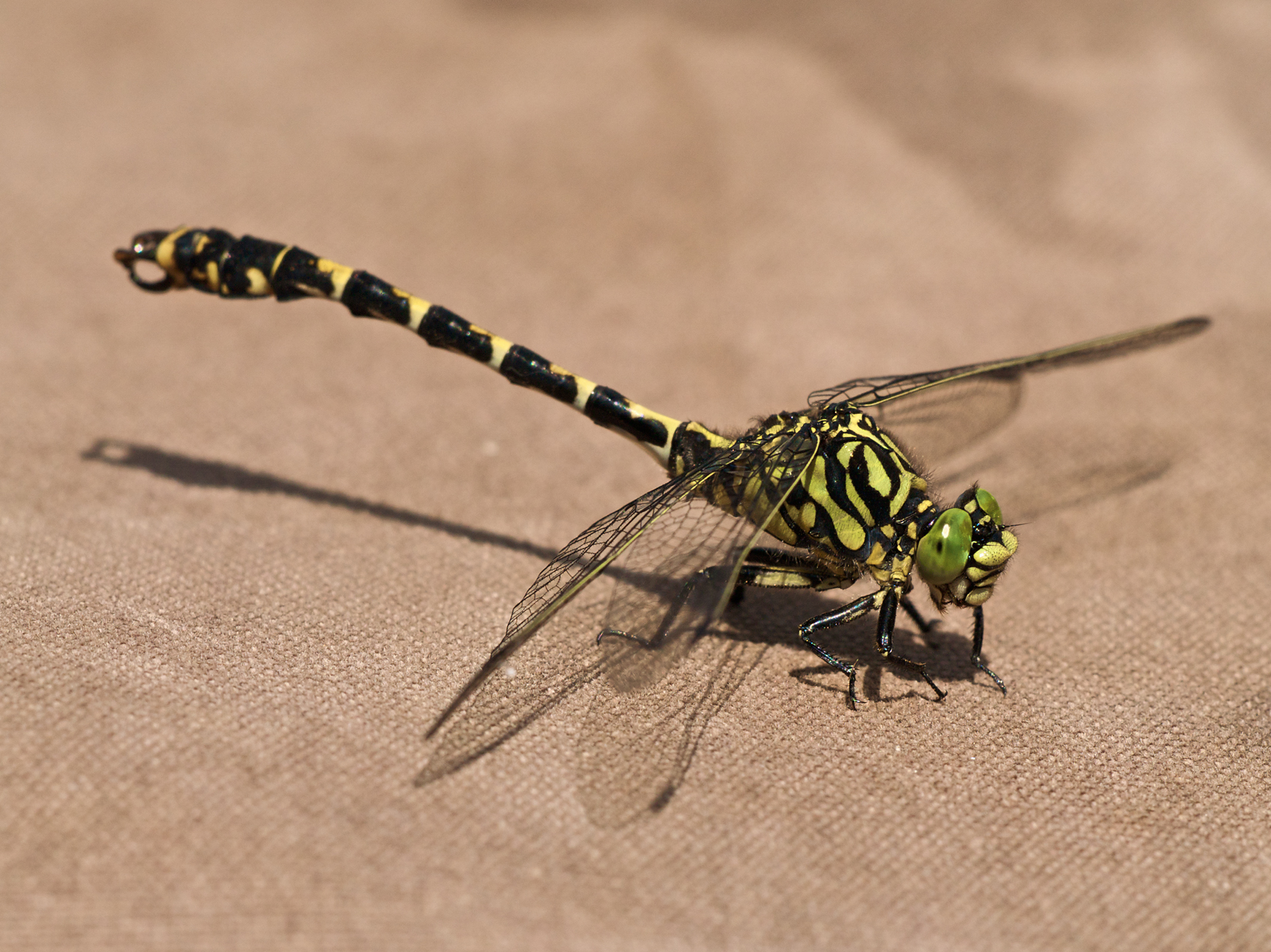 Onychogomphus forcipatus LC0224