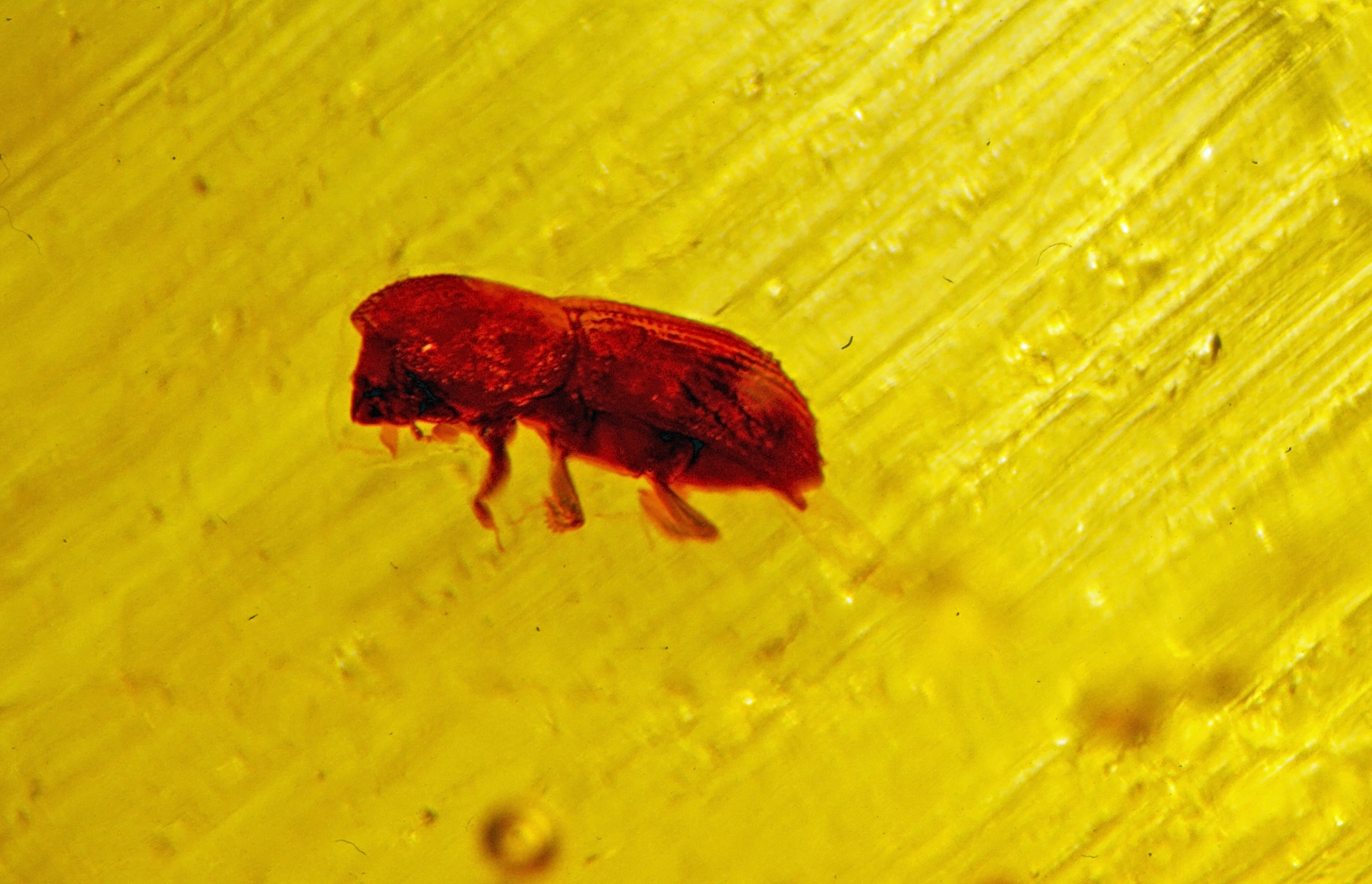 Platypodidae 2 mm - Baltic sea - Poland 1