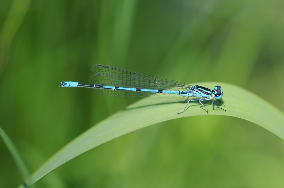 2011-05-18-Coenagrion-puella