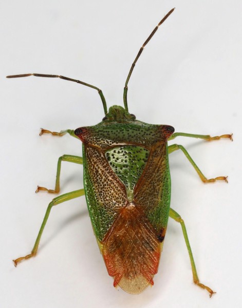 Acanthosoma haemorrhoidale, Hawthorn Shieldbug, Minera, North Wales, June 2017 (37672878501)