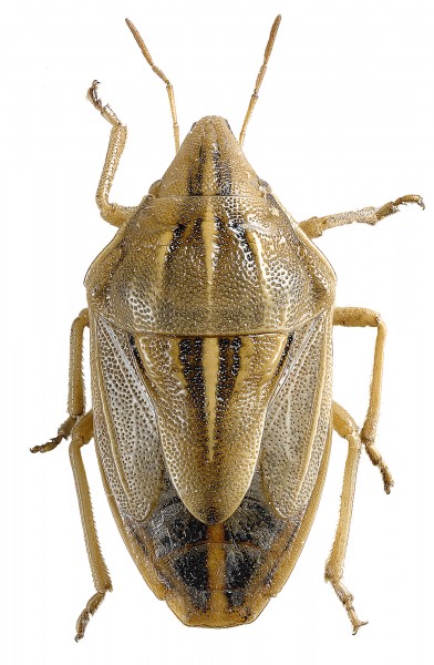 Aelia rostrata