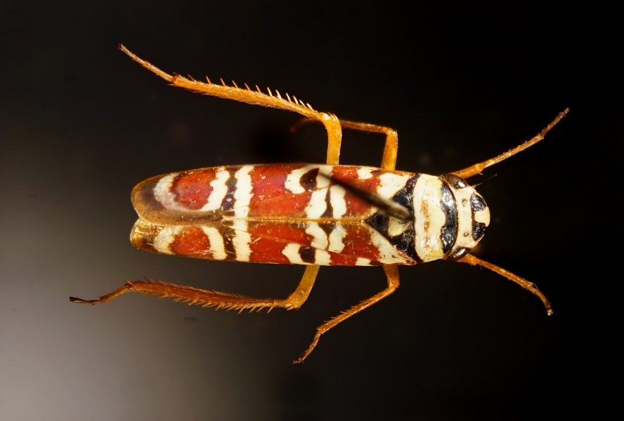 Agrosoma nabima