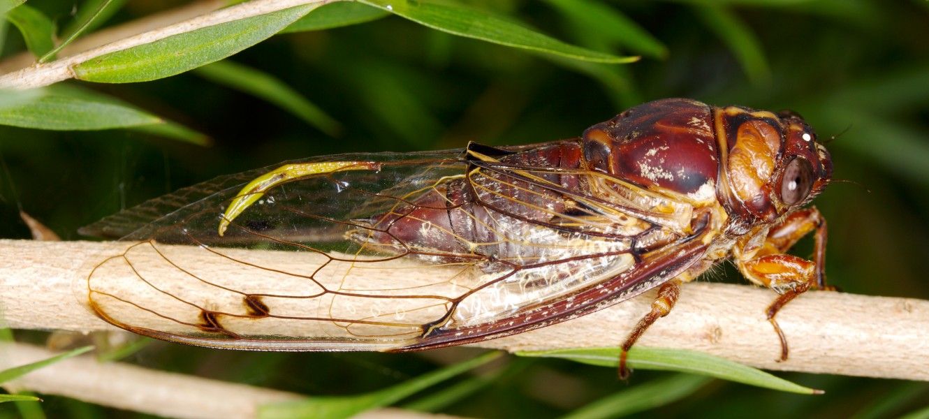 Aleeta curvicosta (14521014431)