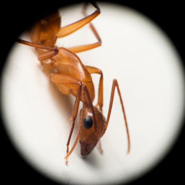 Ant close up, Brazil