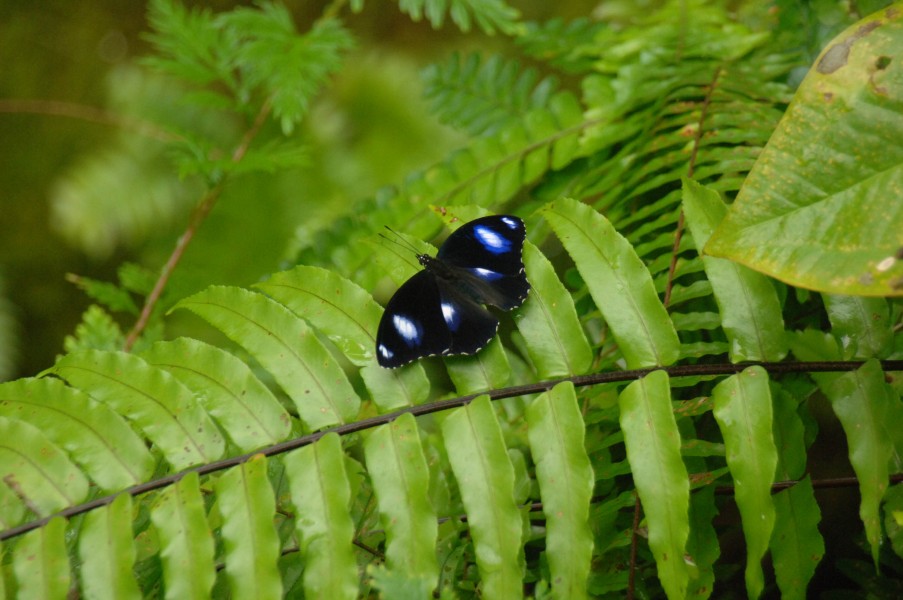 AUSTRALIAN BUTTERFLY SANC.