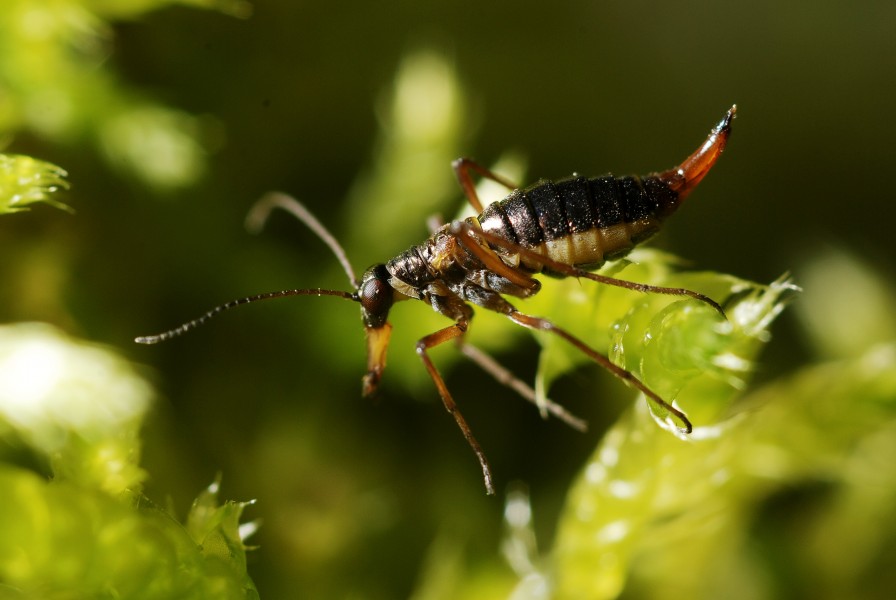 Boreus hyemalis female1