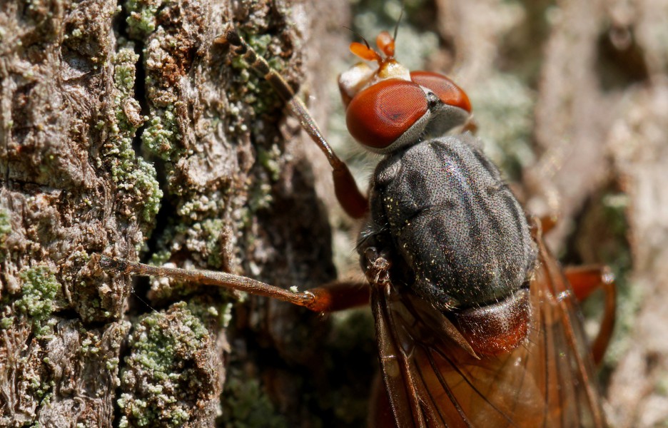 Brachyopa bicolor, Forêt de Soignes, Brussels (34580888825)