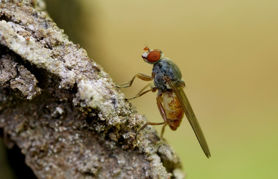 Brachyopa insensilis, Parc de Woluwé, Brussels (27356007024)