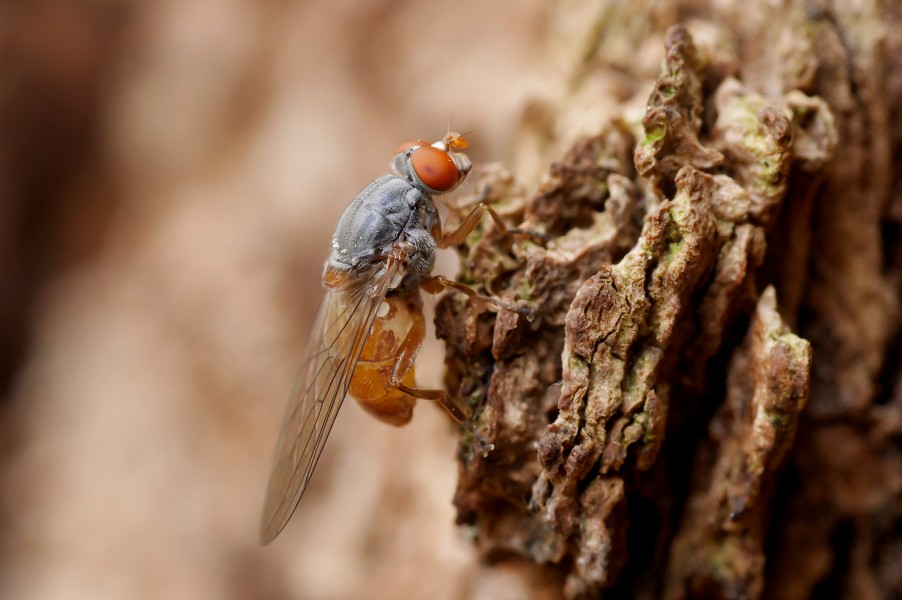 Brachyopa insensilis, Parc de Woluwé, Brussels (34152119356)