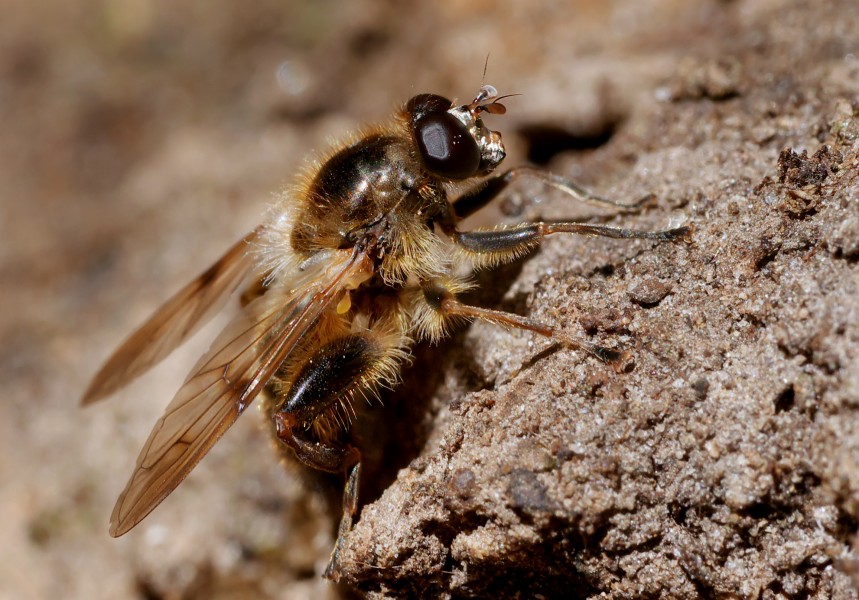 Brachypalpus laphriformis, Parc de Woluwé, Brussels (33843099994)