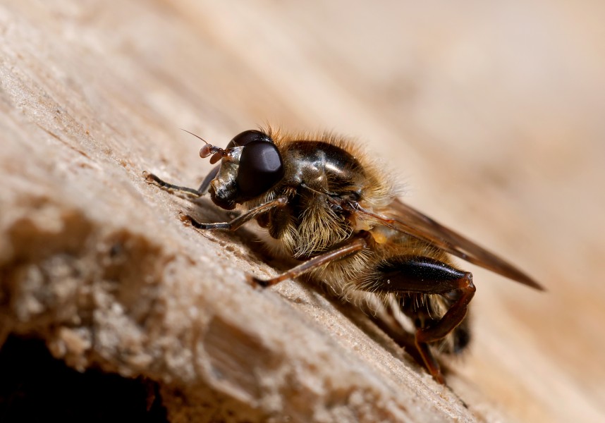 Brachypalpus laphriformis, Parc de Woluwé, Brussels (34760125345)