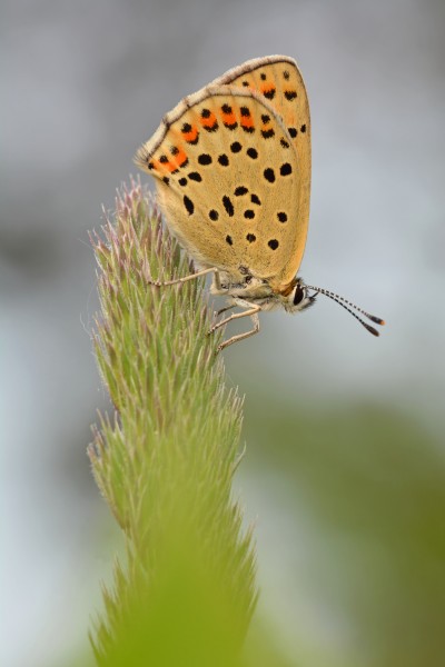 Brauner Feuerfalter