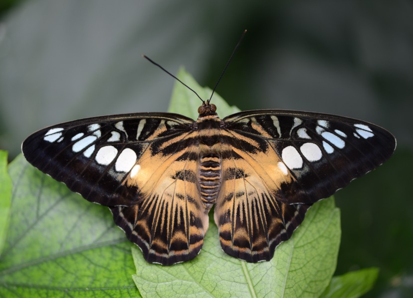 Brauner Segler, Parthenos sylvia