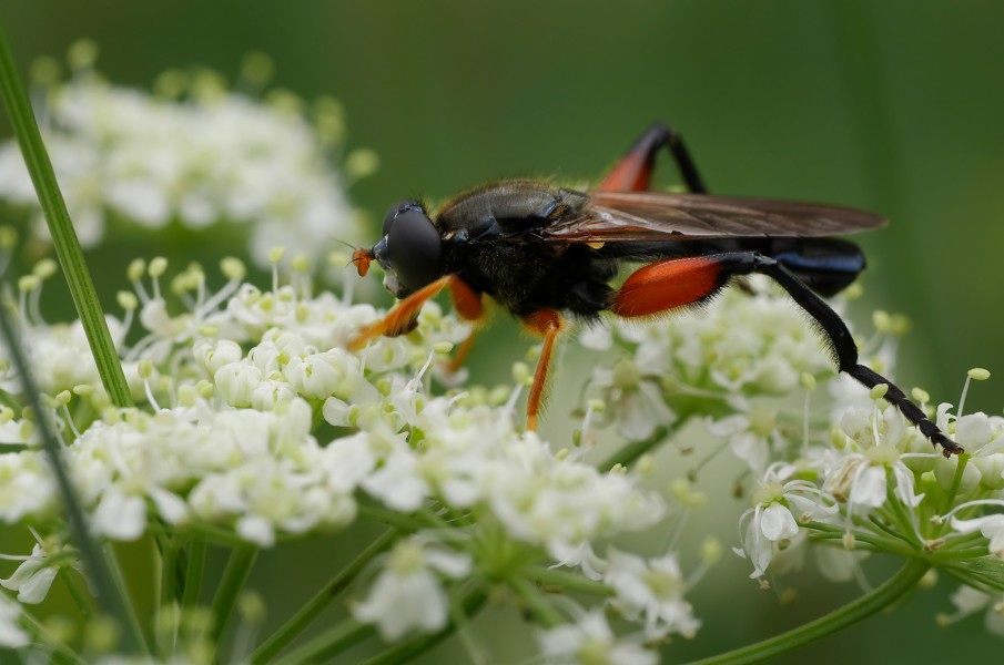 Chalcosyrphus curvipes (syn. C. femoratus), Rocherath, Ostbelgien (32071800823)