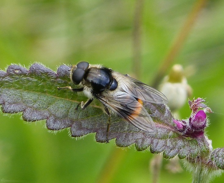 Cheilosia illustrata? (15641604724)