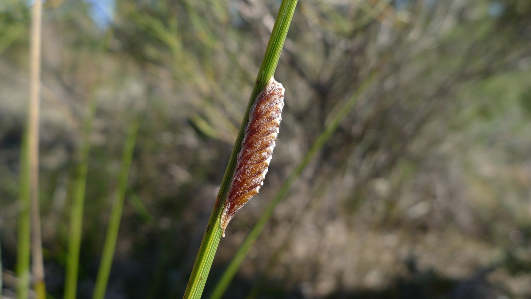 Cocoon on sedge (7346178802)