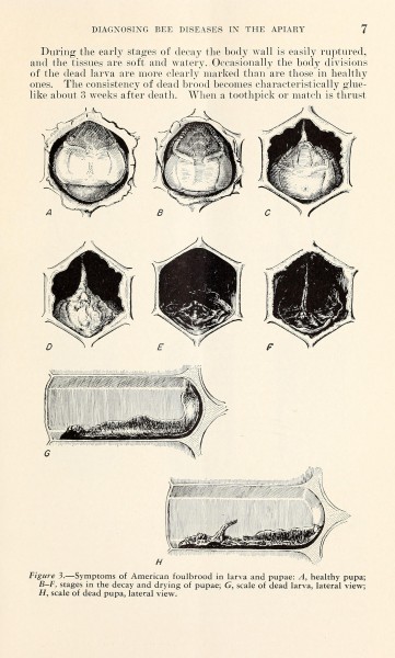 Diagnosing bee diseases in the apiary (Page 7) BHL41689116