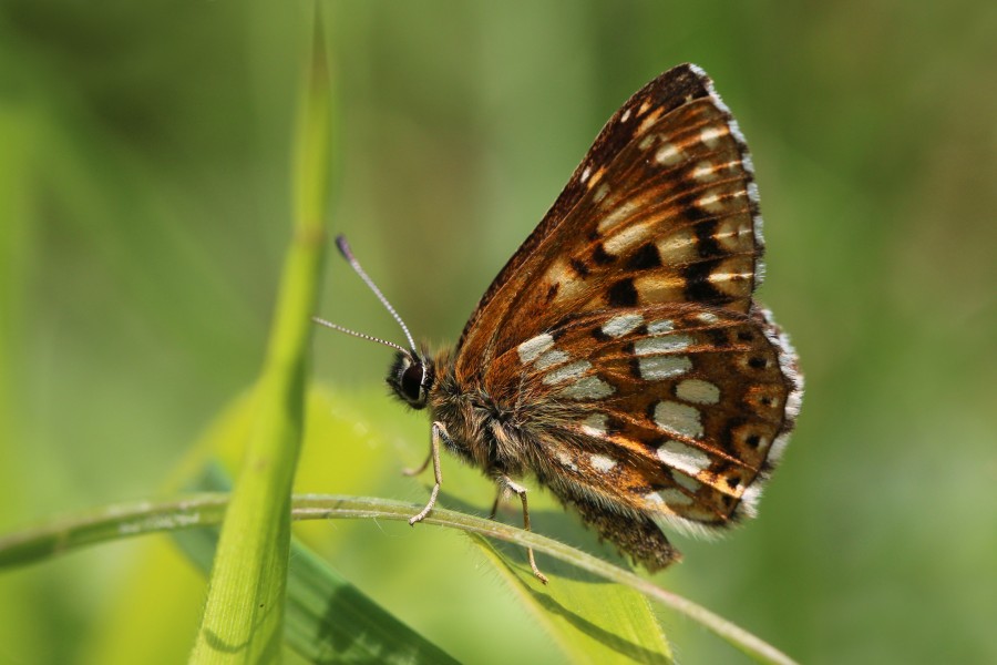 Duke of Burgundy (Hamearis lucina) male underside