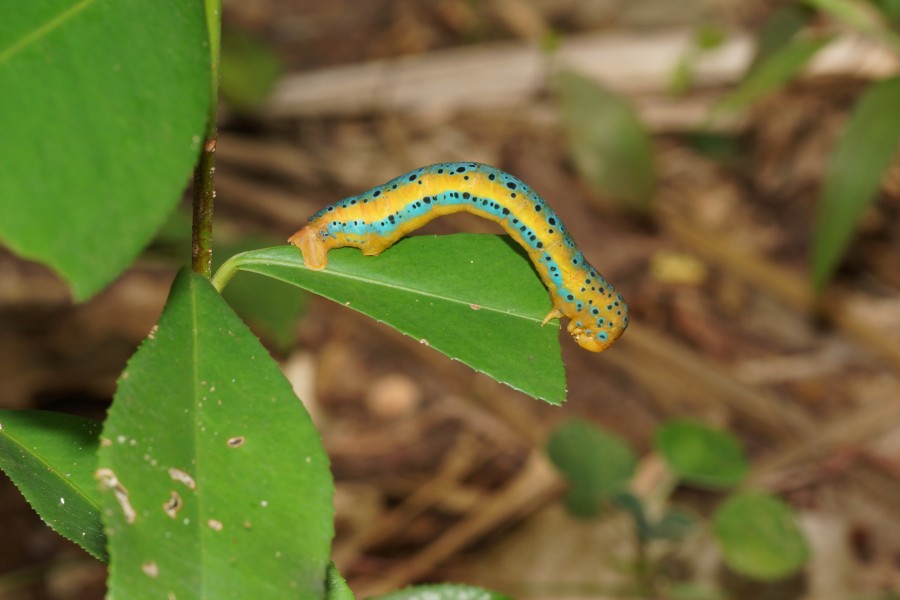 Dysphania percota 02450