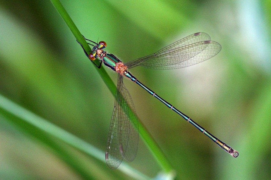 Emerald damselfly (Lestes sponsa) immature male 2