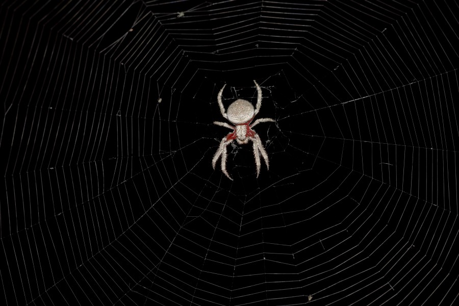 Eriophora transmarina in web at night