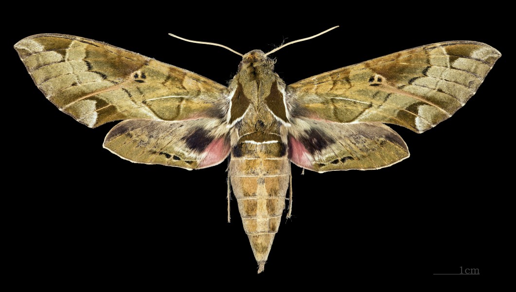 Eumorpha satellitia posticatus MHNT CUT 2010 0 8 Guantánamo female dorsal