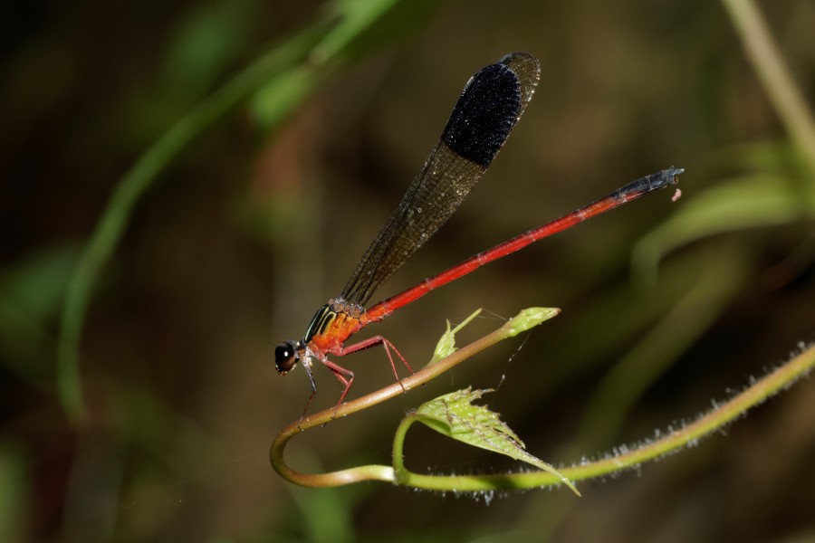 Euphaea fraseri-Kadavoor-2016-07-07-001