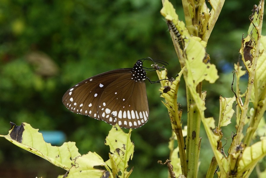 Euploea core 3154