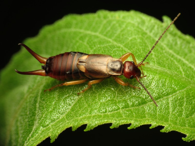 European Earwig - Flickr - treegrow (1)