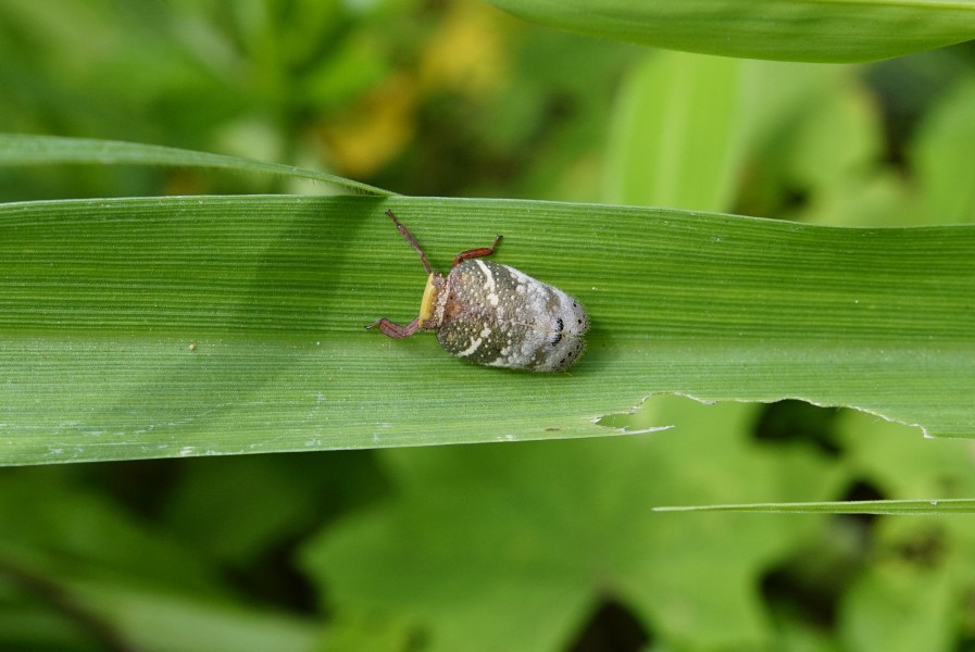 Eurybrachys sp 9105