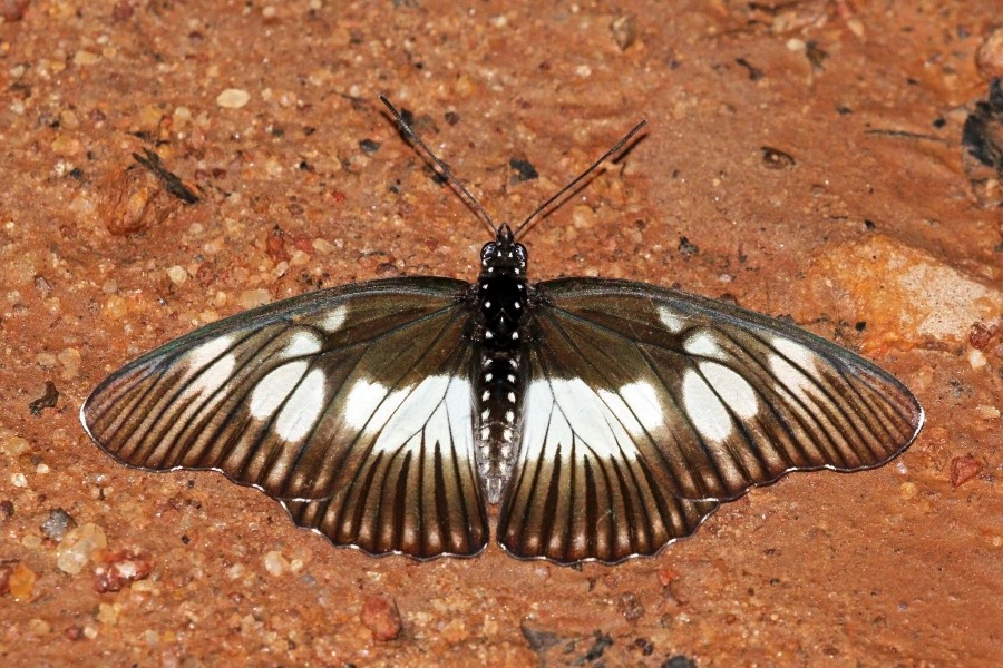 False chief (Pseudacraea lucretia lucretia) male