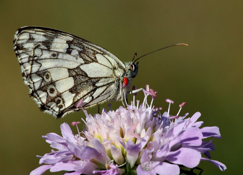 Flickr - don macauley - Black and white butterfly