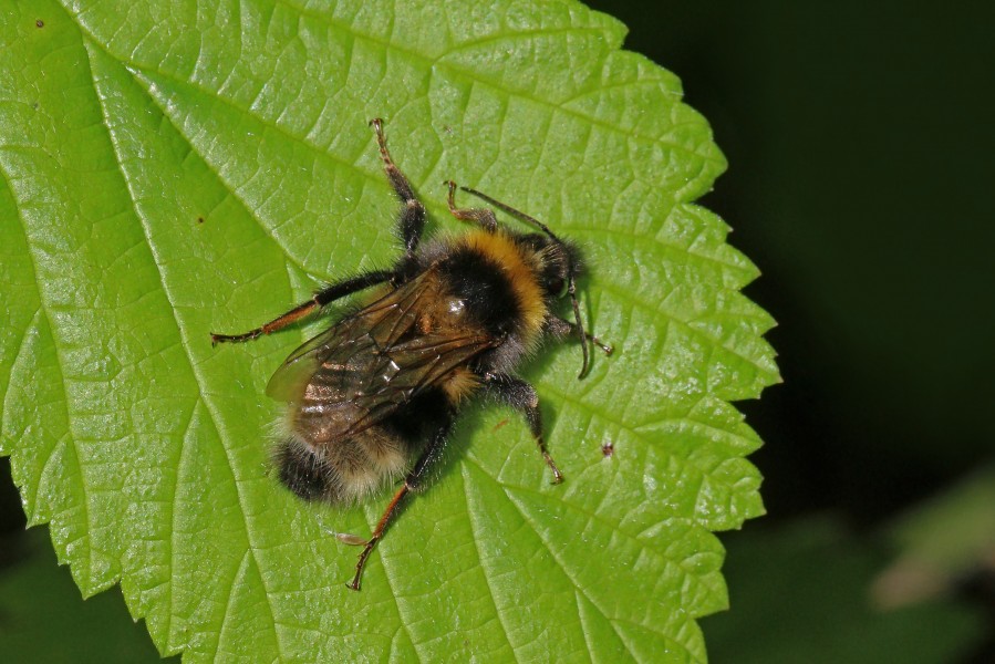 Garden bumblebee (Bombus hortorum)