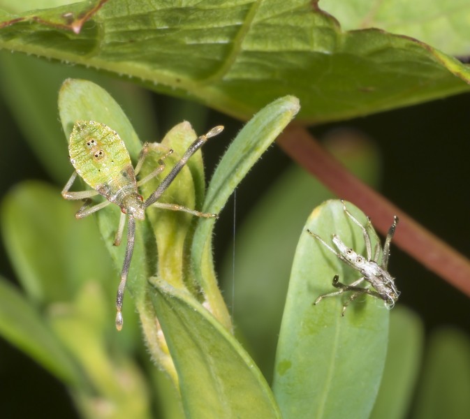 Gonocerus acuteangulus Nymphe